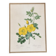 illustration Redouté