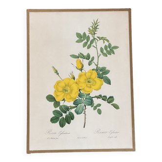 illustration Redouté