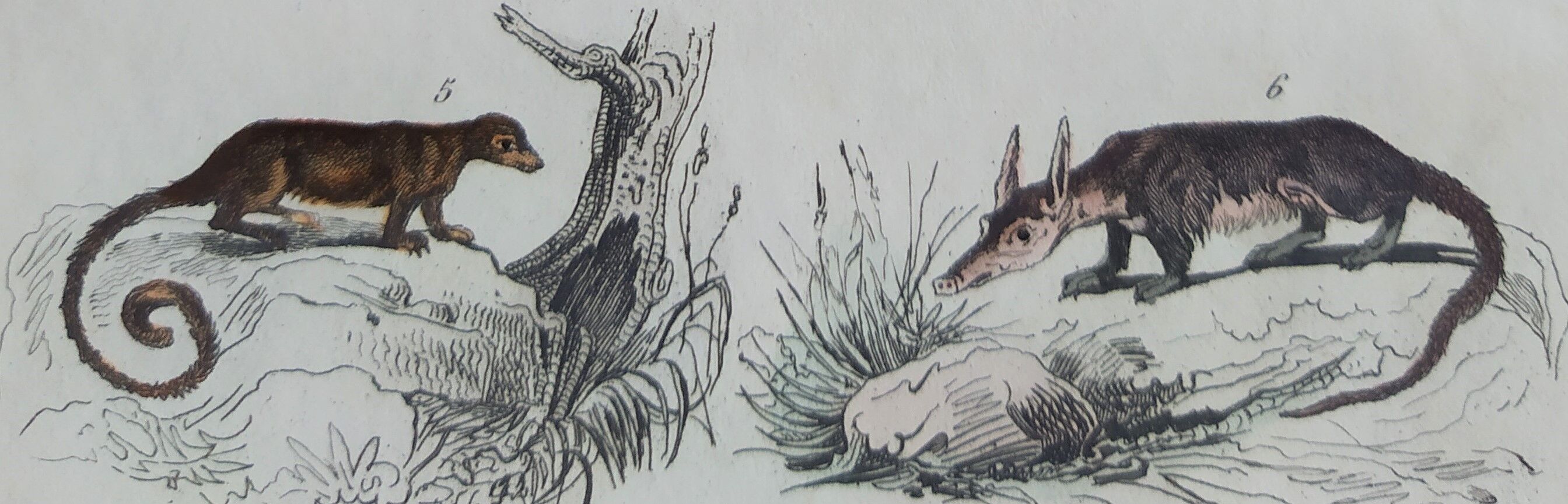 Original zoological plate "Siberian grey heron, palm tree,... - Buffon 1838