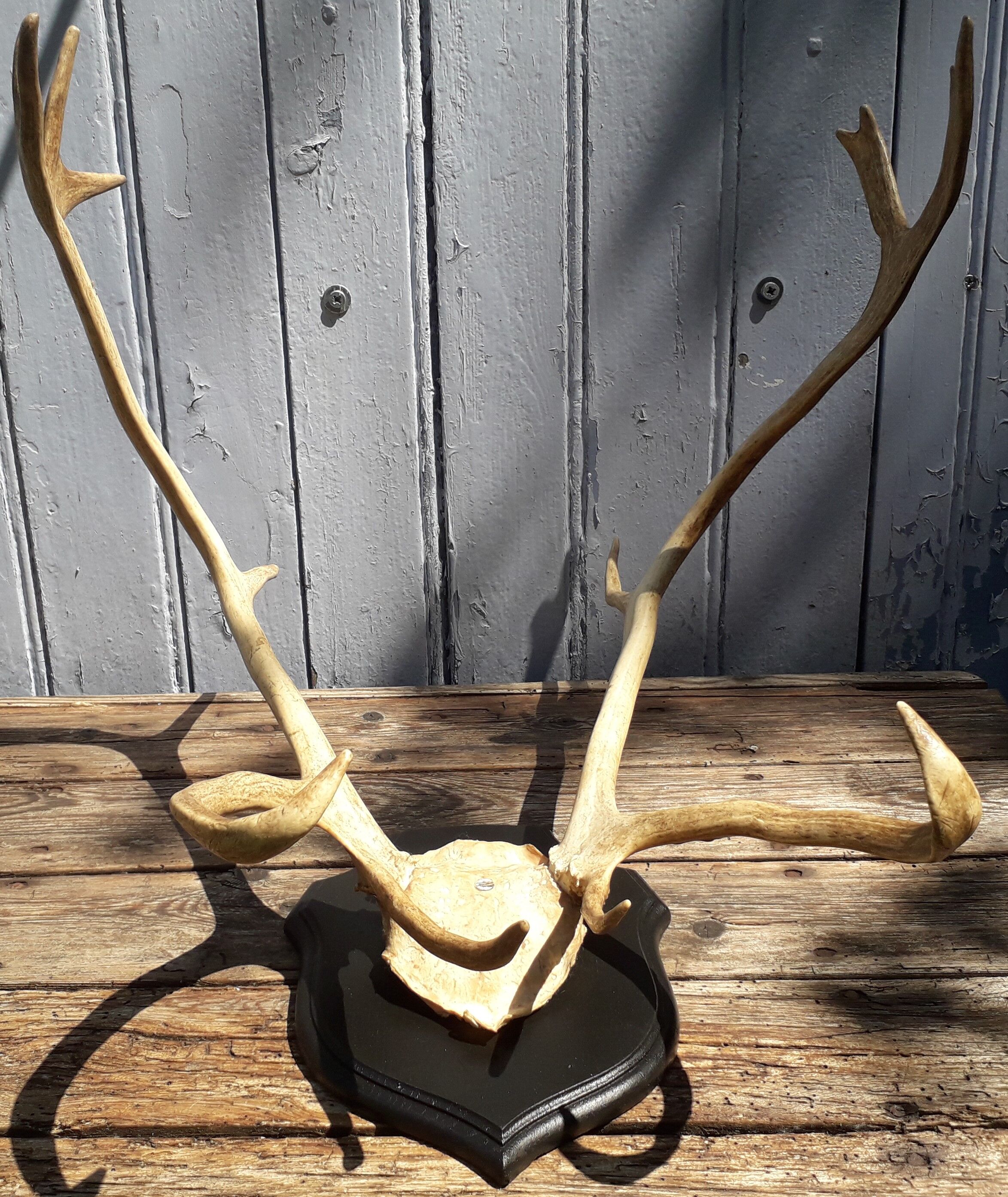 Reindeer massacre