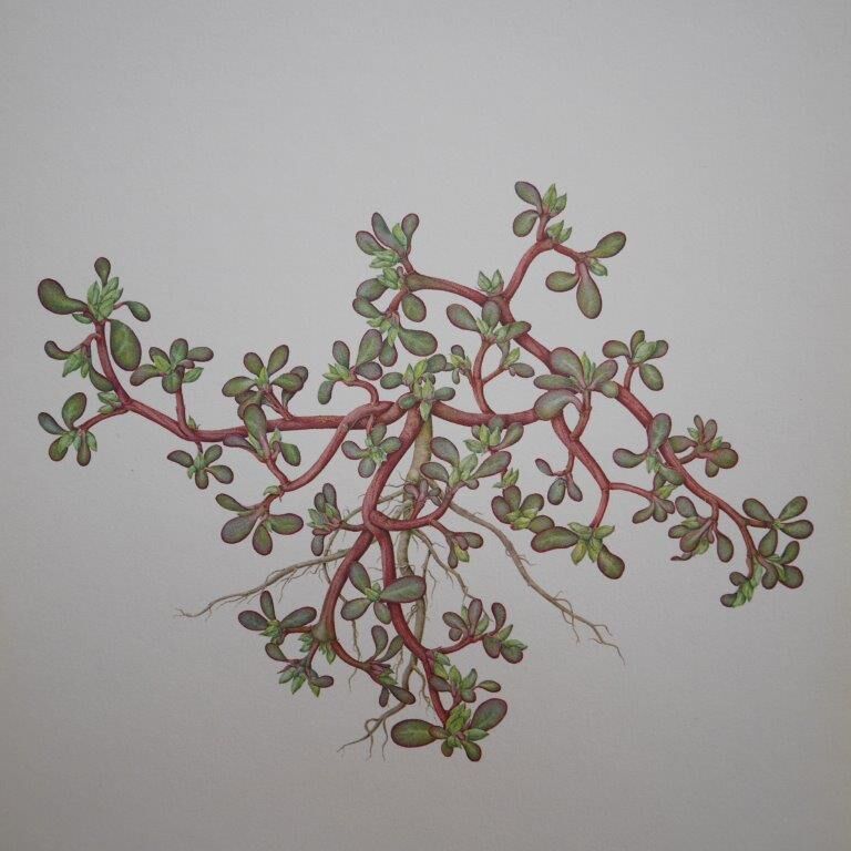 Set of 3 botanical plates Geigy, Prèle, soda and purslane