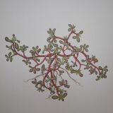 Set of 3 botanical plates Geigy, Prèle, soda and purslane