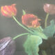 Bouquet of tulips