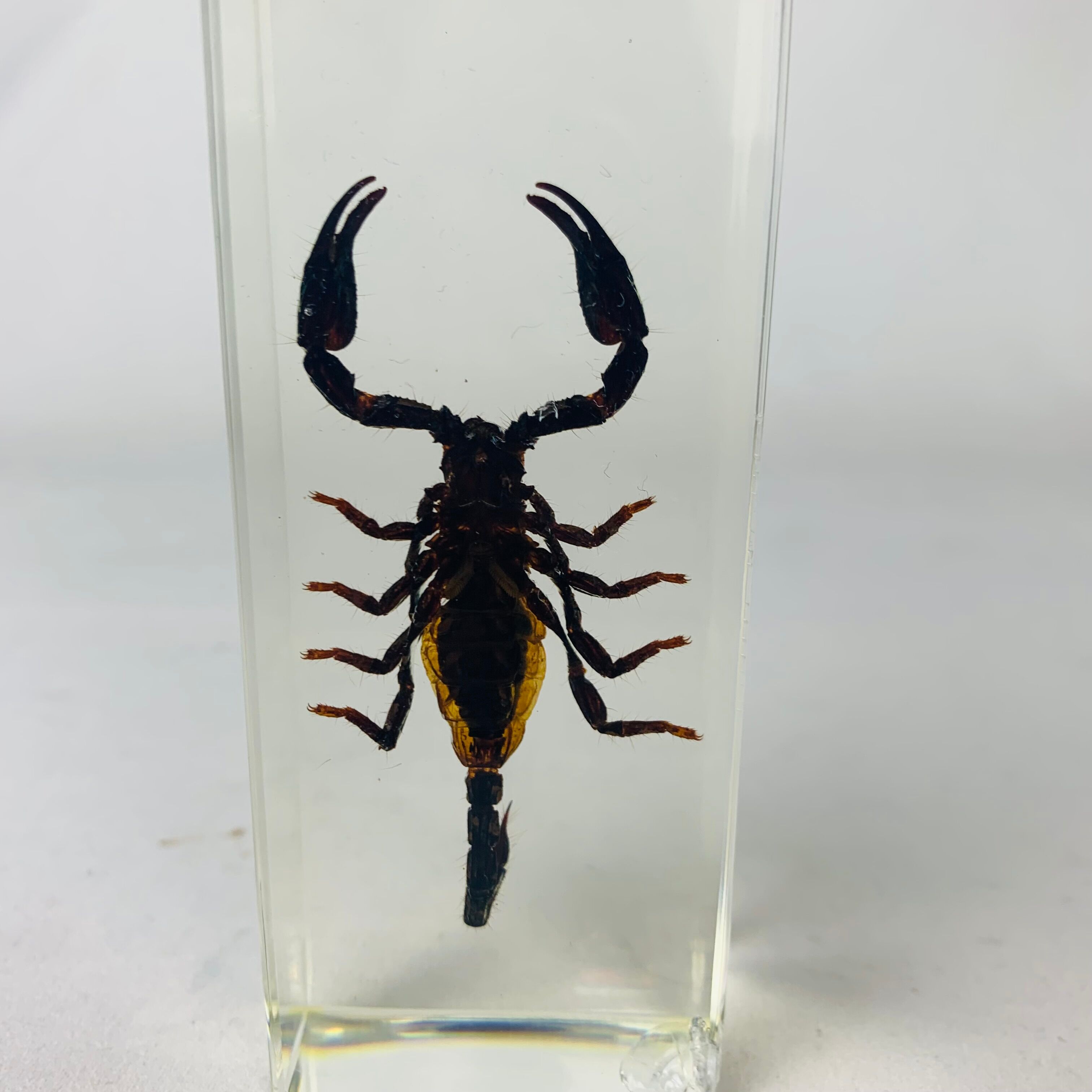 Insect scorpion resin object of curiosity