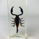 Insect scorpion resin object of curiosity