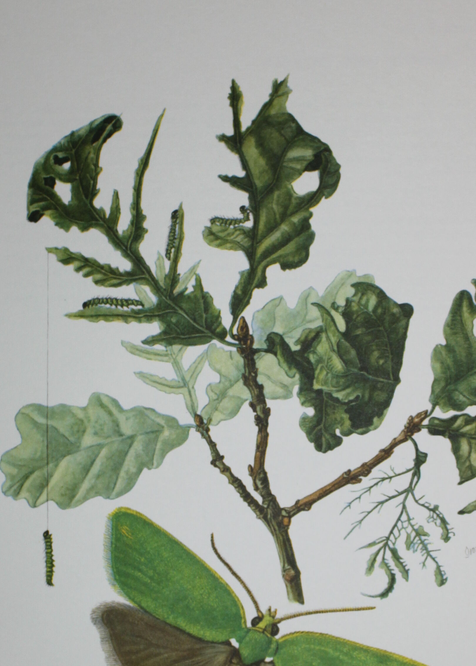Green Oak | 1961 | Lepidoptera insect | Original pedagogical board| Entomology