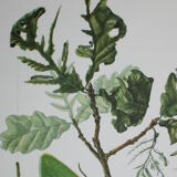 Green Oak | 1961 | Lepidoptera insect | Original pedagogical board| Entomology