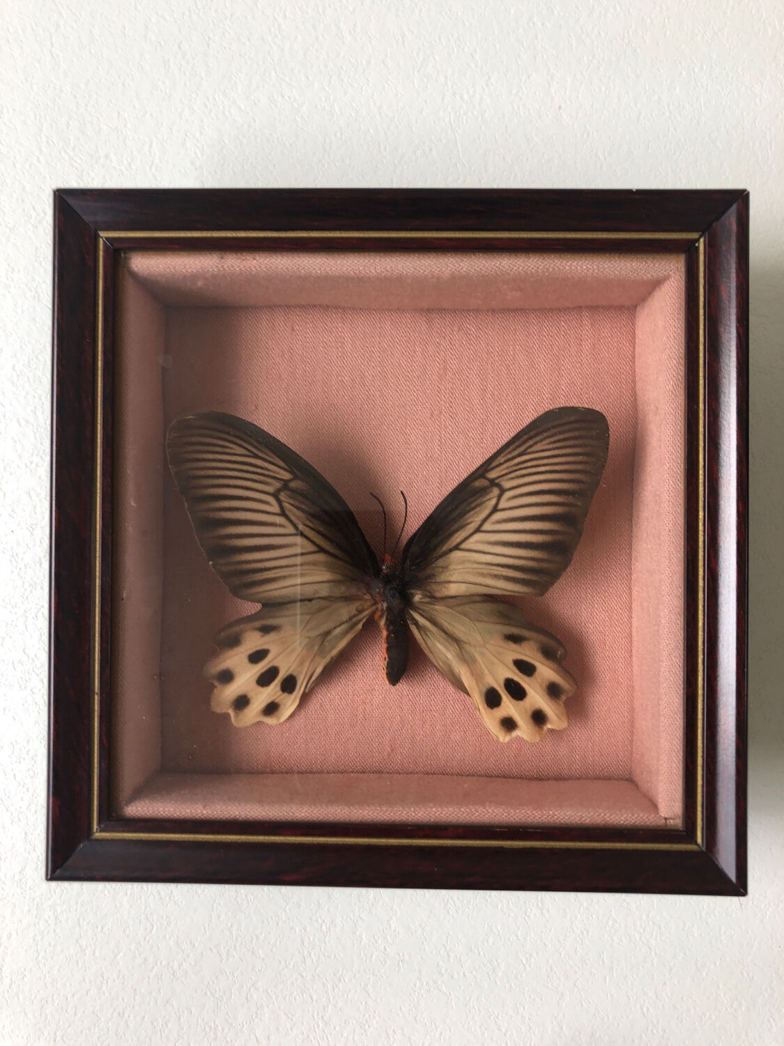 Lot of stuffed butterflies