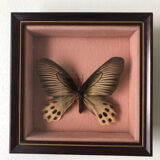 Lot of stuffed butterflies