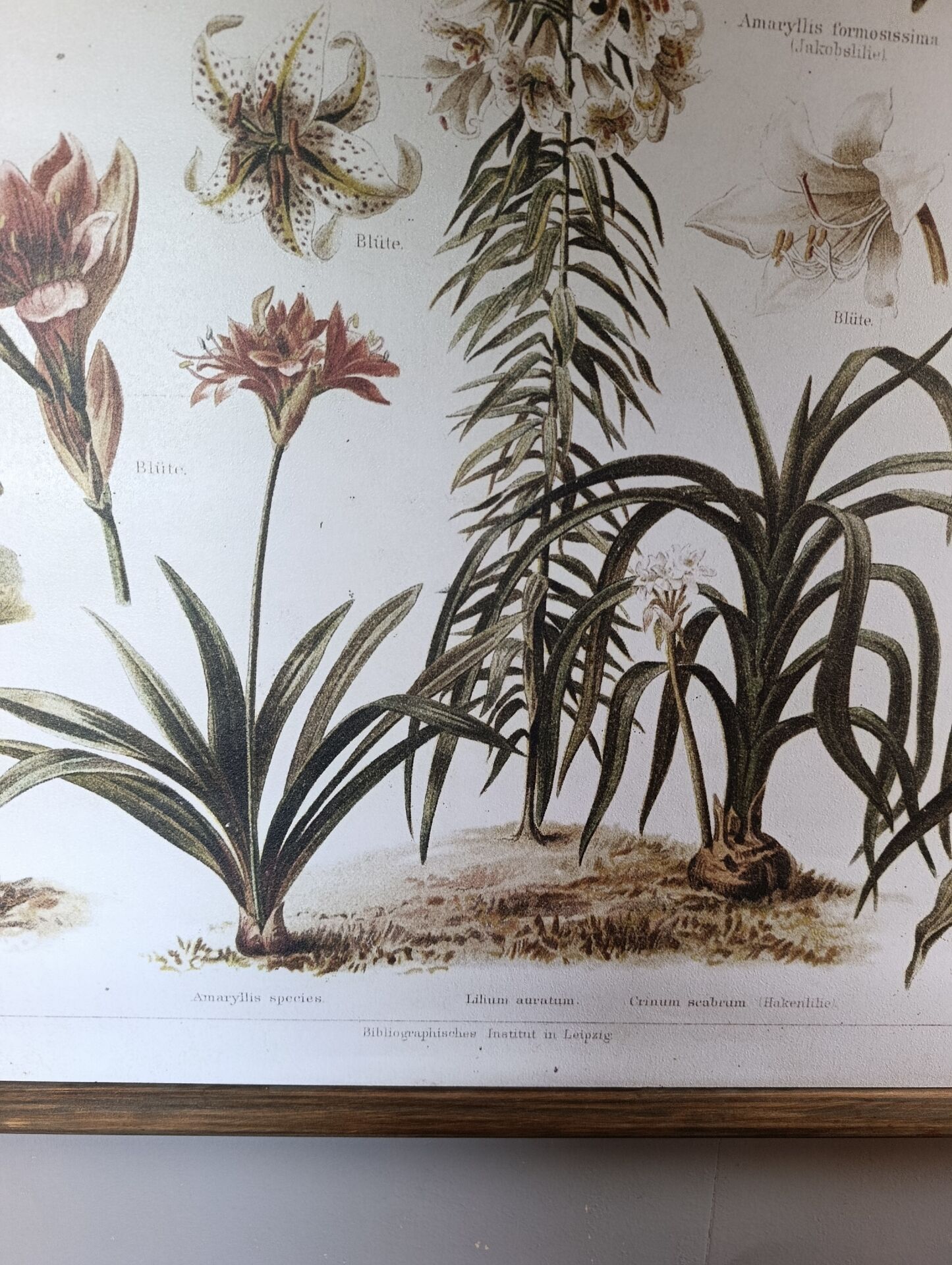 wall poster reproduction of an antique botanical plate