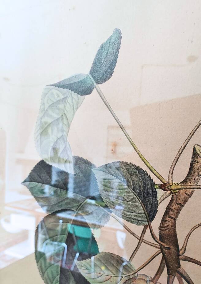 Pair of Botanical Plates 1905 – Peach & Pear – Poiteau