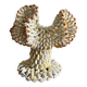 Shell jewelry box