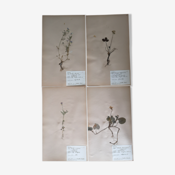 Anders's herbarium - ancient Swedish herbarium boards