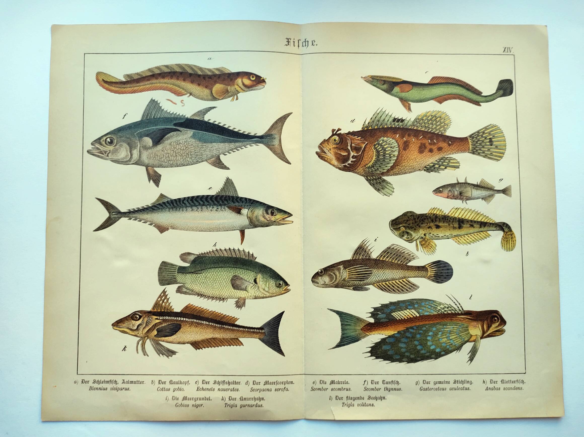 1898 Engraving - Fish - Tuna and Mackerel - Large Vintage Lithograph