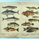 1898 Engraving - Fish - Tuna and Mackerel - Large Vintage Lithograph