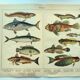 1898 Engraving - Fish - Tuna and Mackerel - Large Vintage Lithograph
