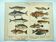 1898 Engraving - Fish - Tuna and Mackerel - Large Vintage Lithograph