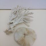 Corail coraux