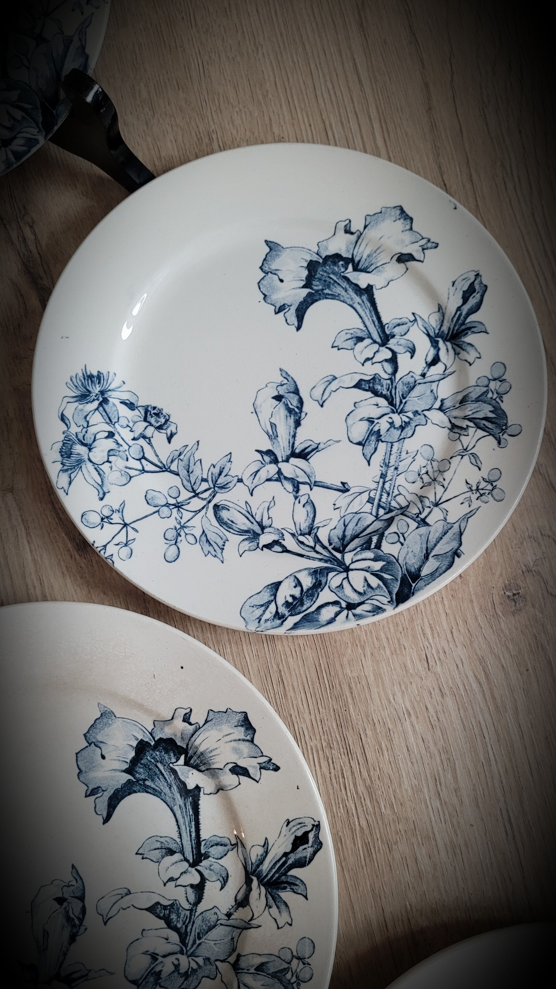 6 plates petunia bfk