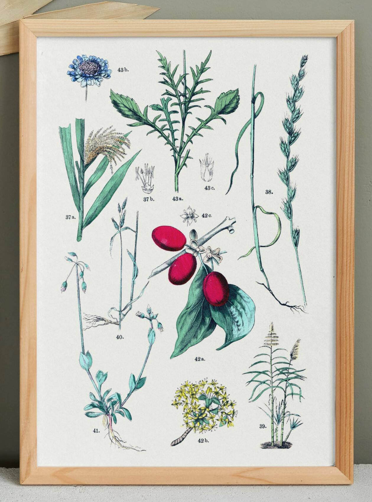 Plant poster based on an 1881 engraving "daregrass"