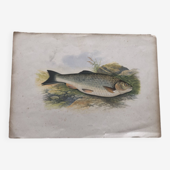 Gravure couleur 1879 chub poisson chevesne issu livre peche anglais de houghton, lydon, fawcett