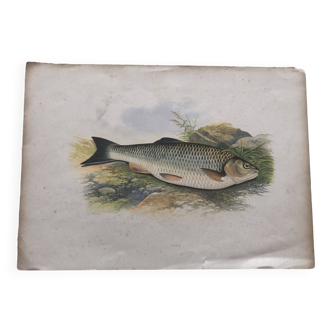 Gravure couleur 1879 chub poisson chevesne issu livre peche anglais de houghton, lydon, fawcett
