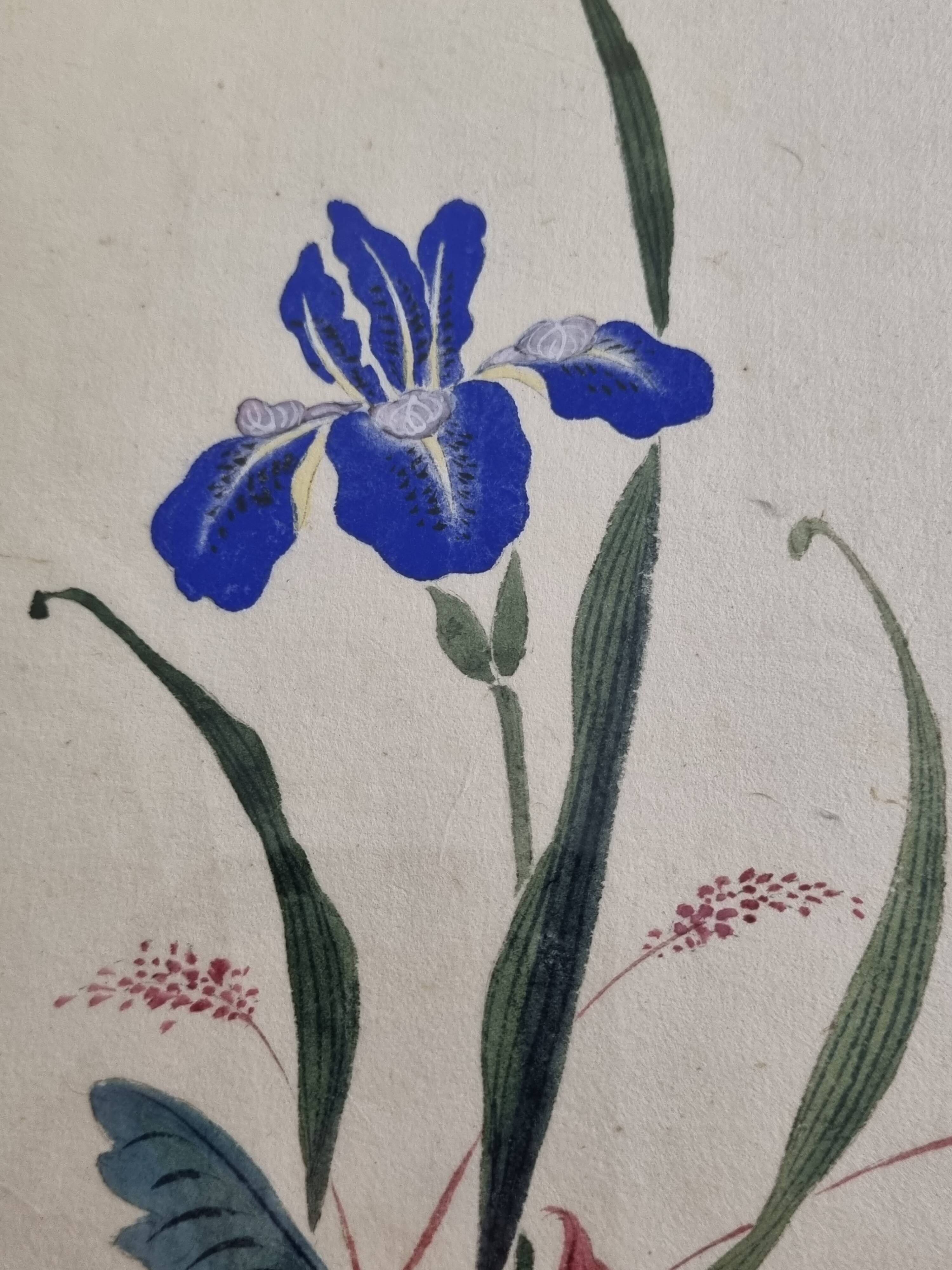 Ancient Japanese watercolour, Iris, Meiji era, around 1900, 33 × 43 cm