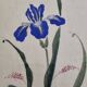Ancient Japanese watercolour, Iris, Meiji era, around 1900, 33 × 43 cm