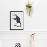 Chimera lithography animal engraving - the toupajou