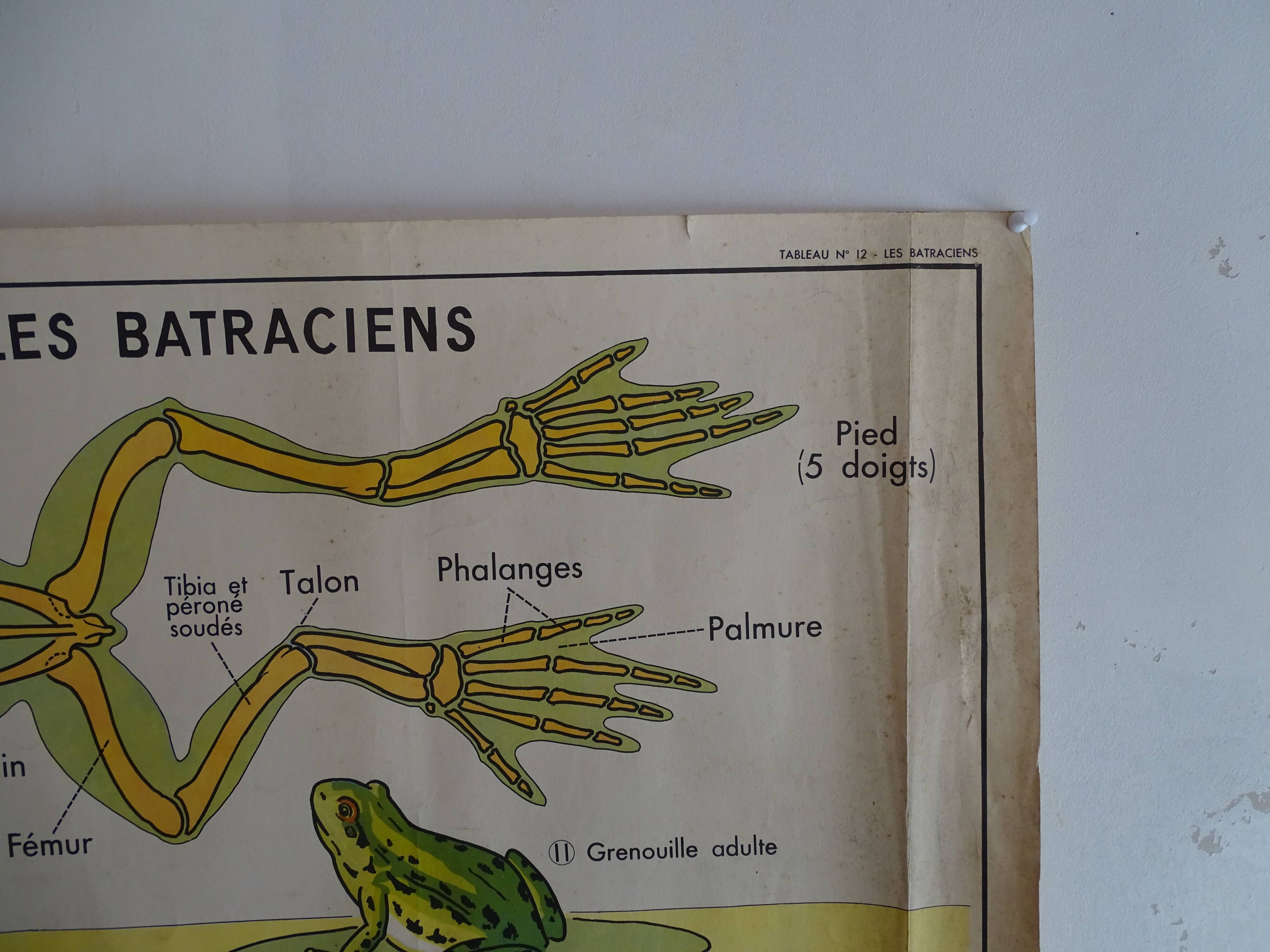 School poster on both sides anatomy batracians and birds . MDI.1964