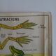 School poster on both sides anatomy batracians and birds . MDI.1964