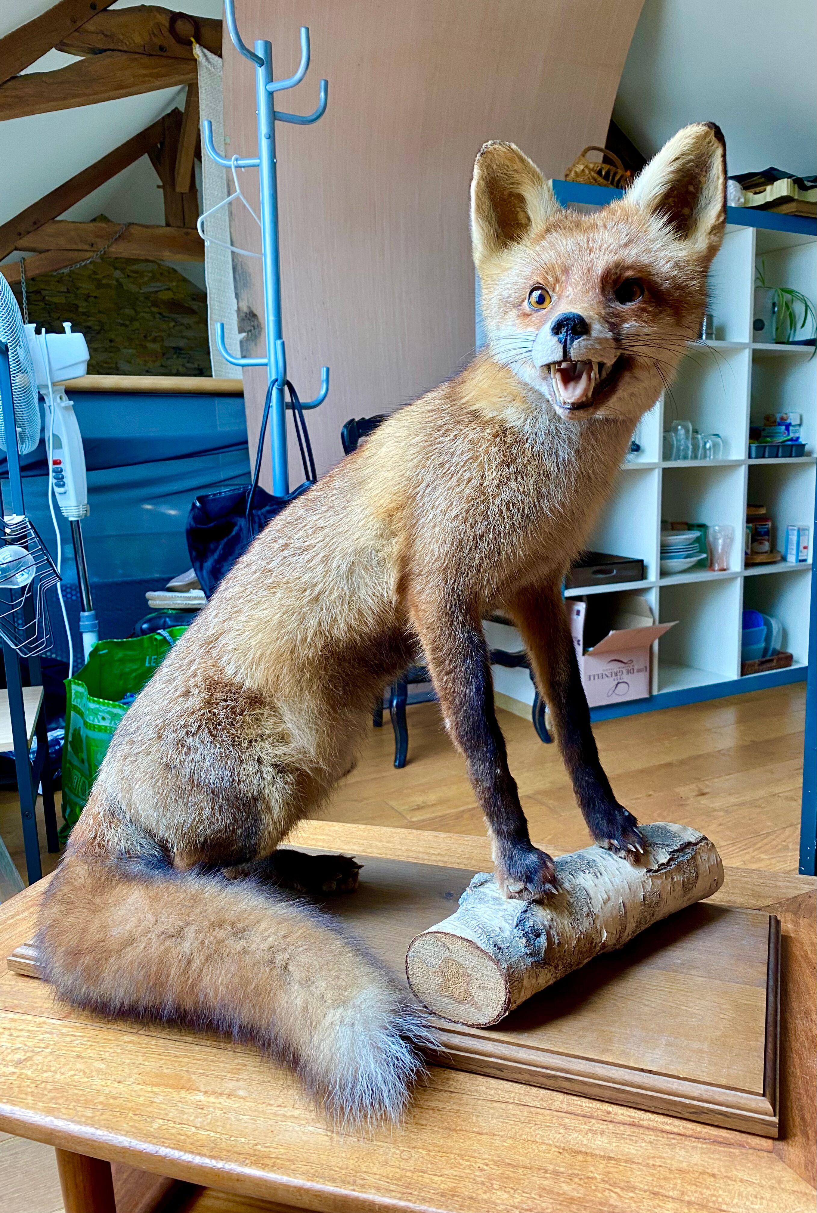 Red fox taxidermy
