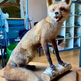 Red fox taxidermy