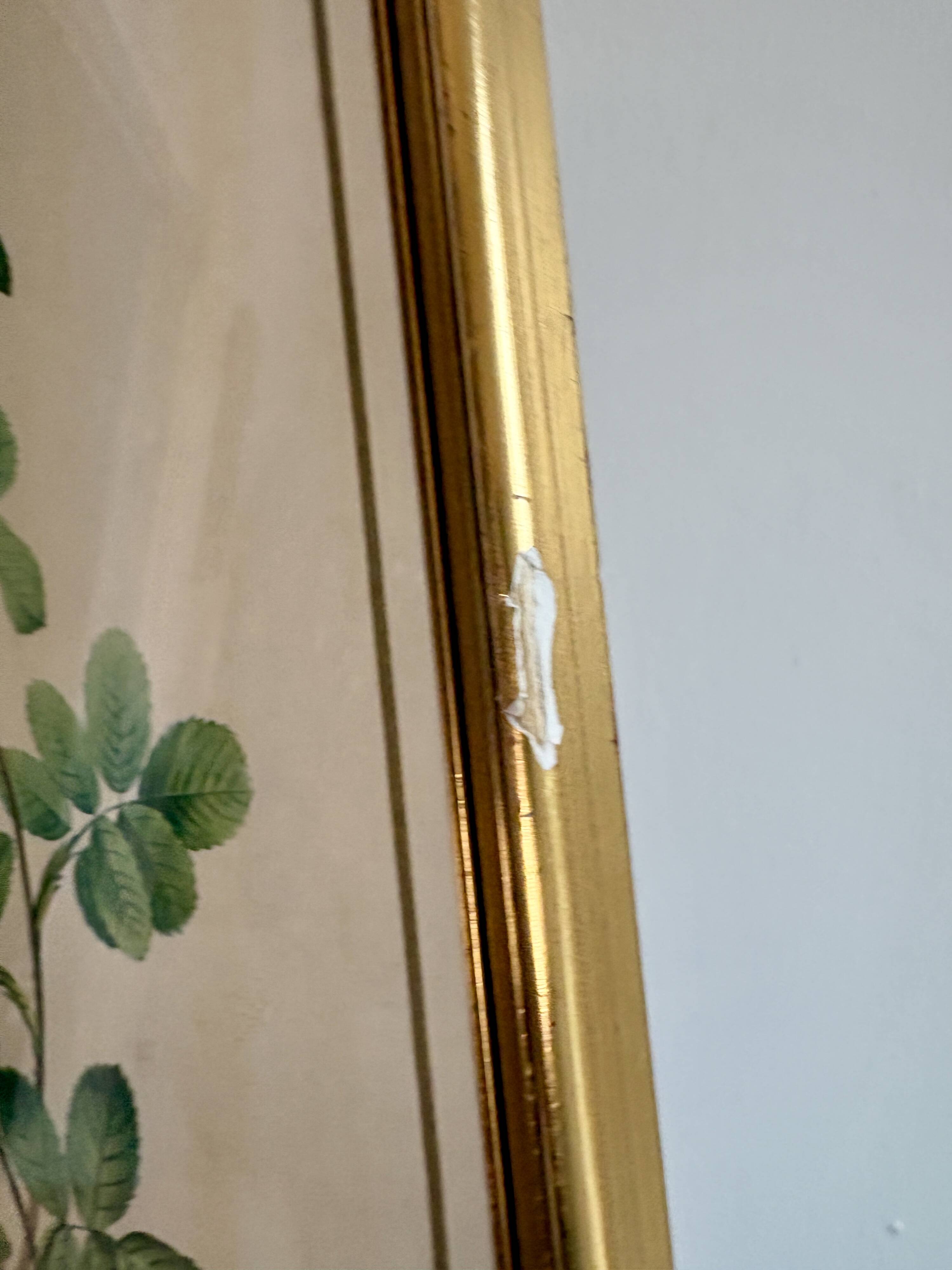 Old frame pink yellow Dreaded