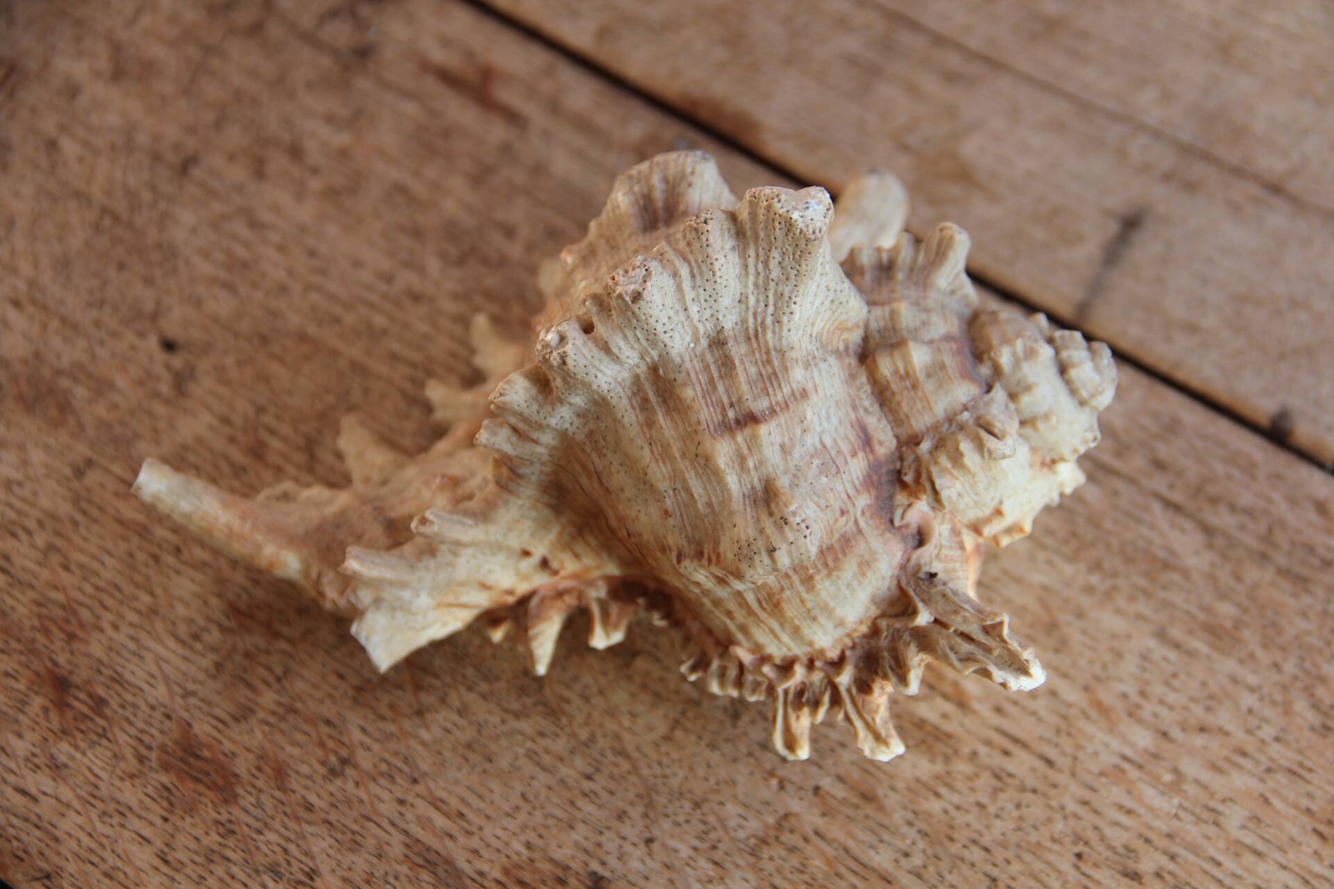 Murex shell