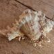 Murex shell