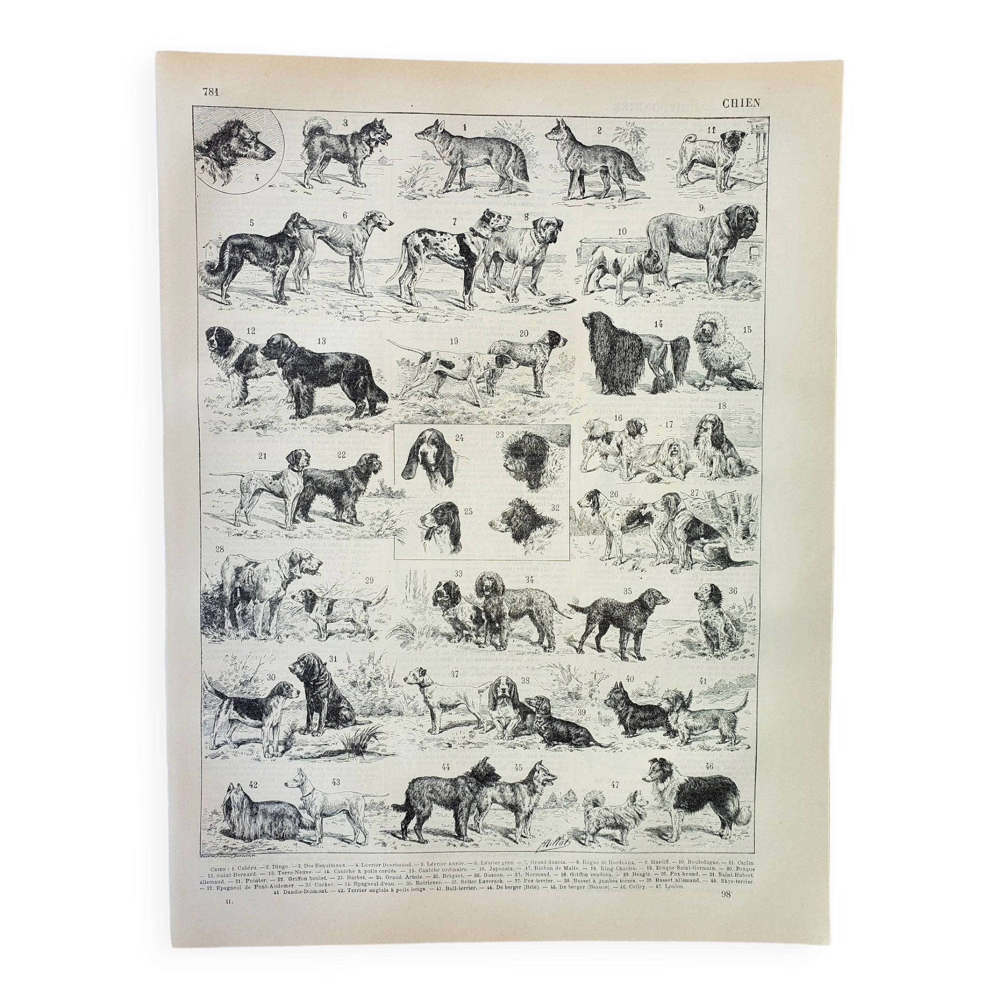 Engraving • Breed of dog, shepherd • Original and vintage lithograph from 1898
