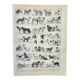 Engraving • Breed of dog, shepherd • Original and vintage lithograph from 1898
