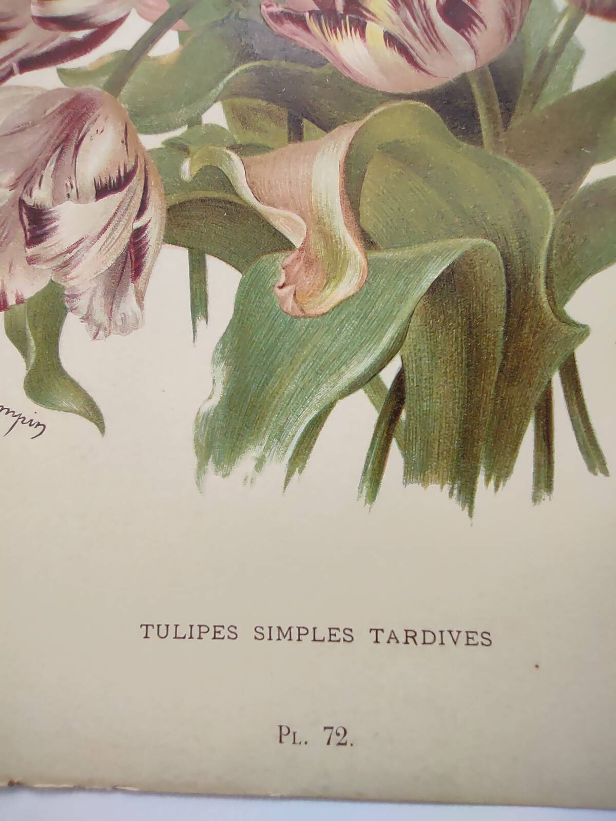 Botanical flower engraving 1899 by Élisa Champin - Tulips - Old print