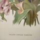 Botanical flower engraving 1899 by Élisa Champin - Tulips - Old print