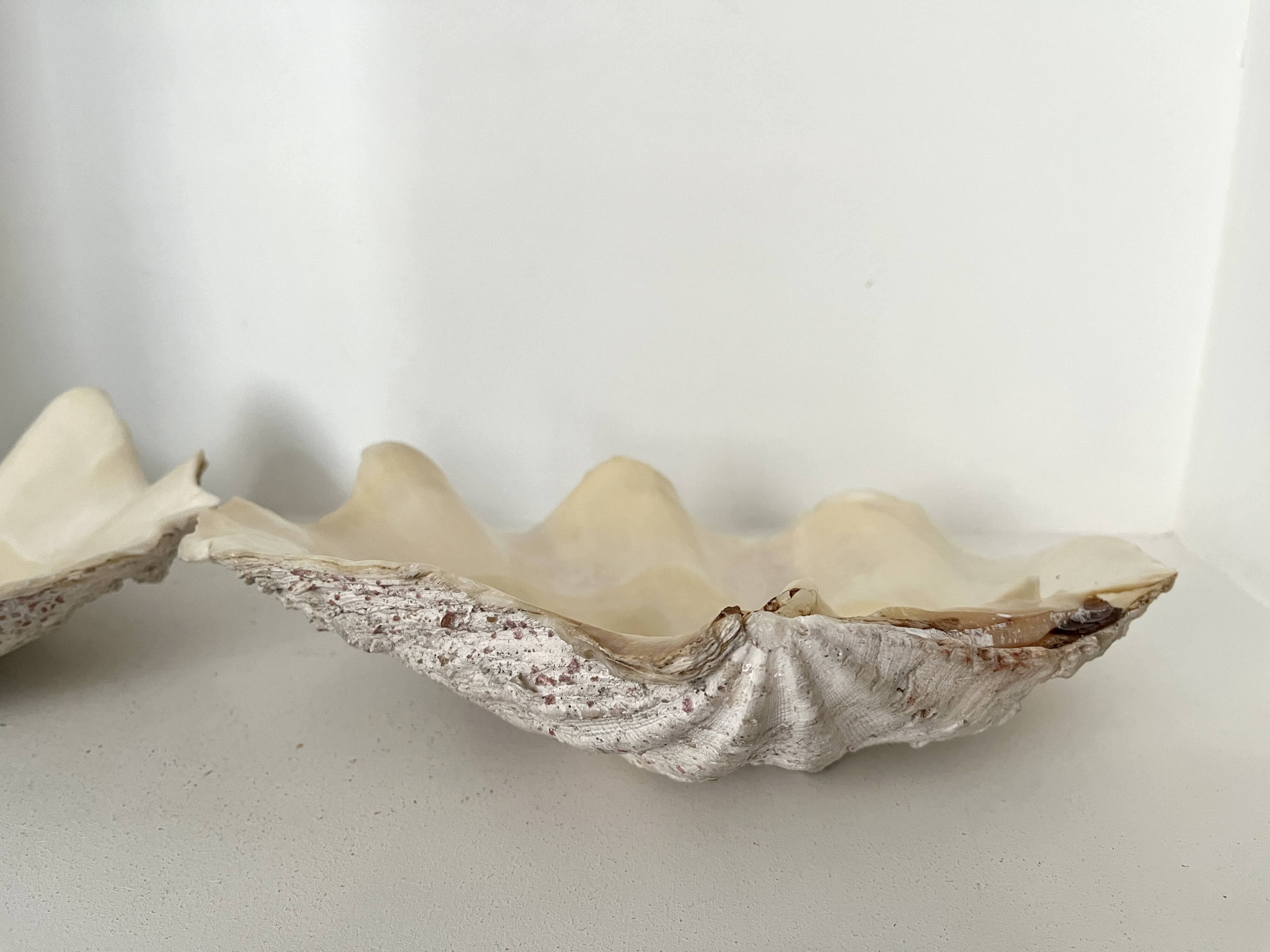 Authentic vintage giant bivalve shell, tridacna gigas shell.