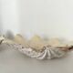 Authentic vintage giant bivalve shell, tridacna gigas shell.