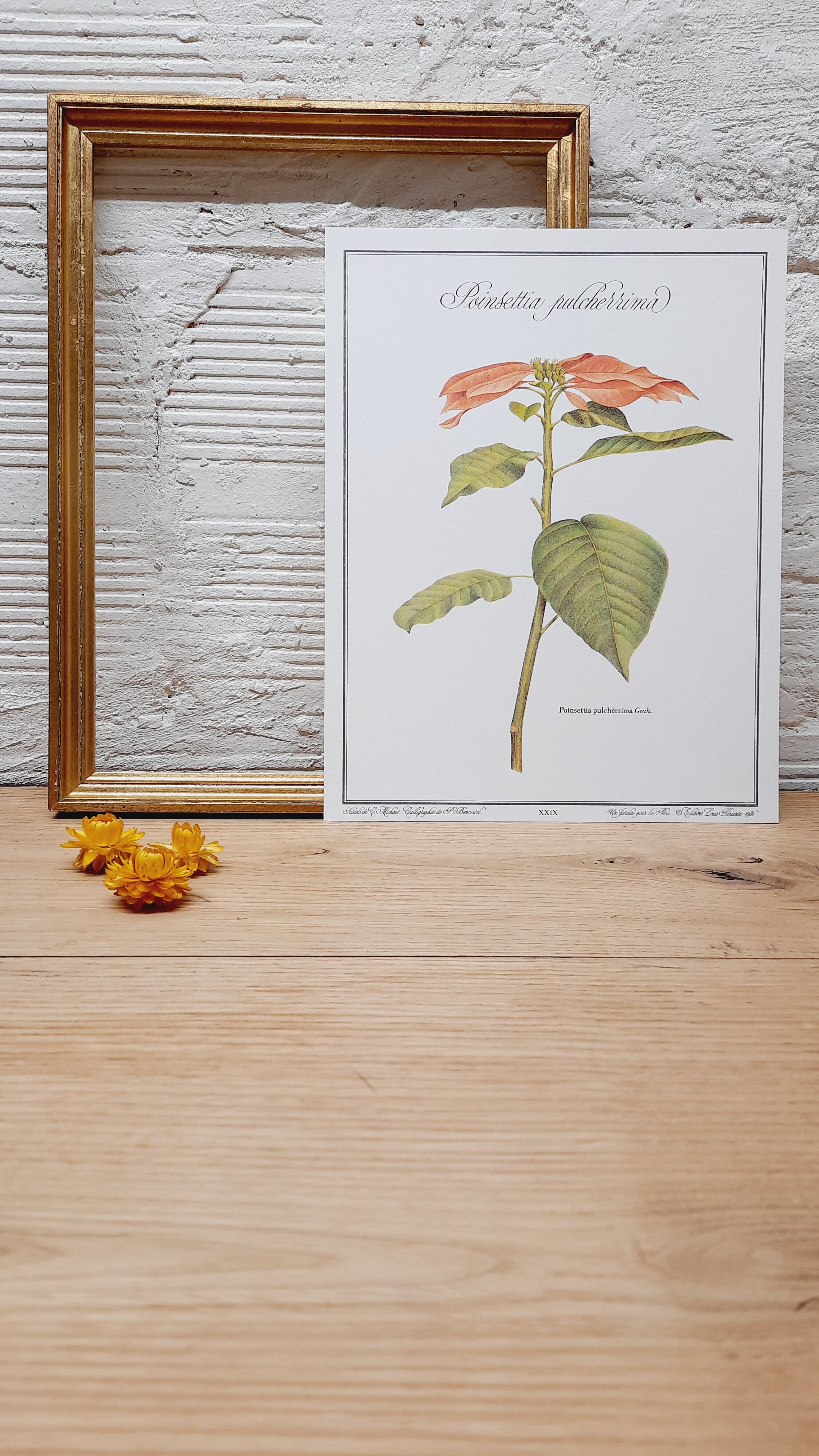 Planche botanique poinsettia
