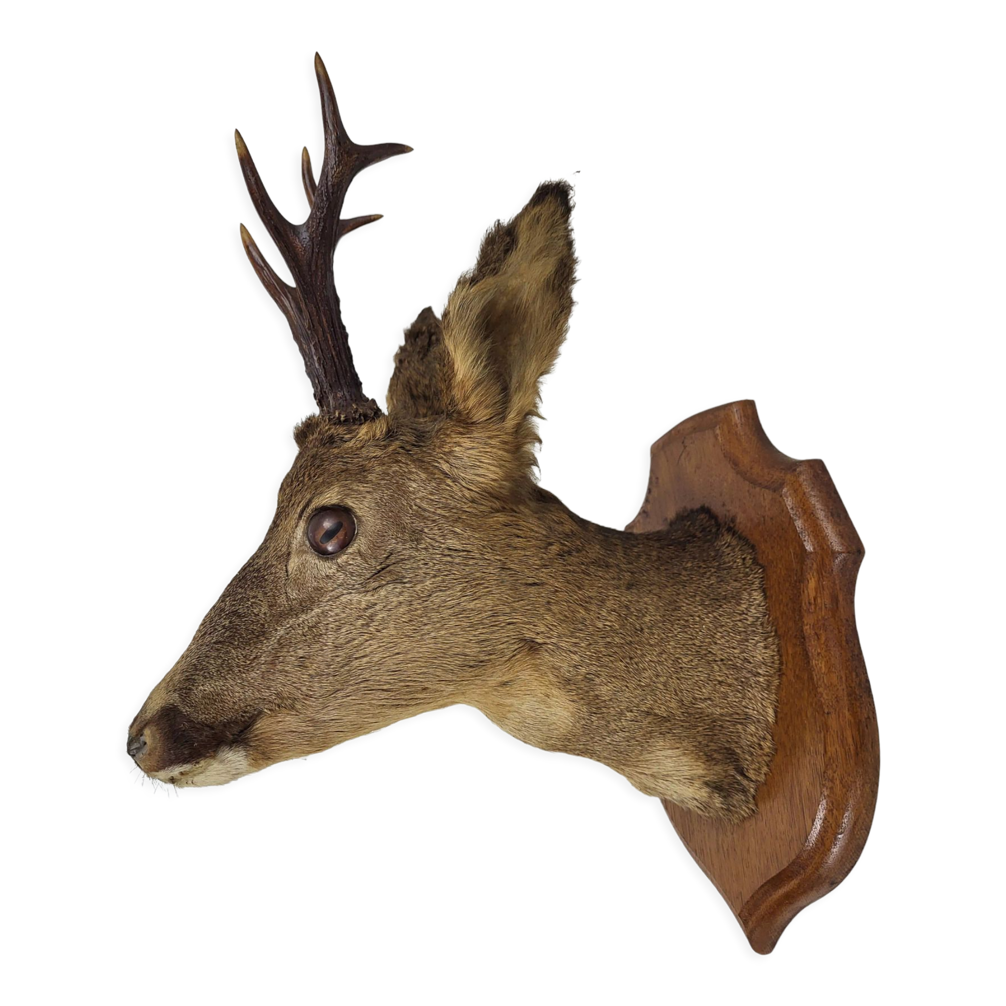 Deer head stuffed and naturalized Taxidermy