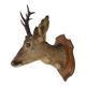 Deer head stuffed and naturalized Taxidermy