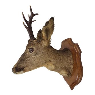 Deer head stuffed and naturalized Taxidermy