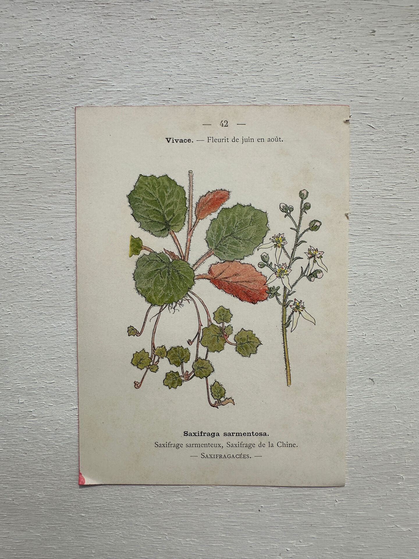 Botanical Plate 1800 Old naturalist engraving 19th century double-sided
