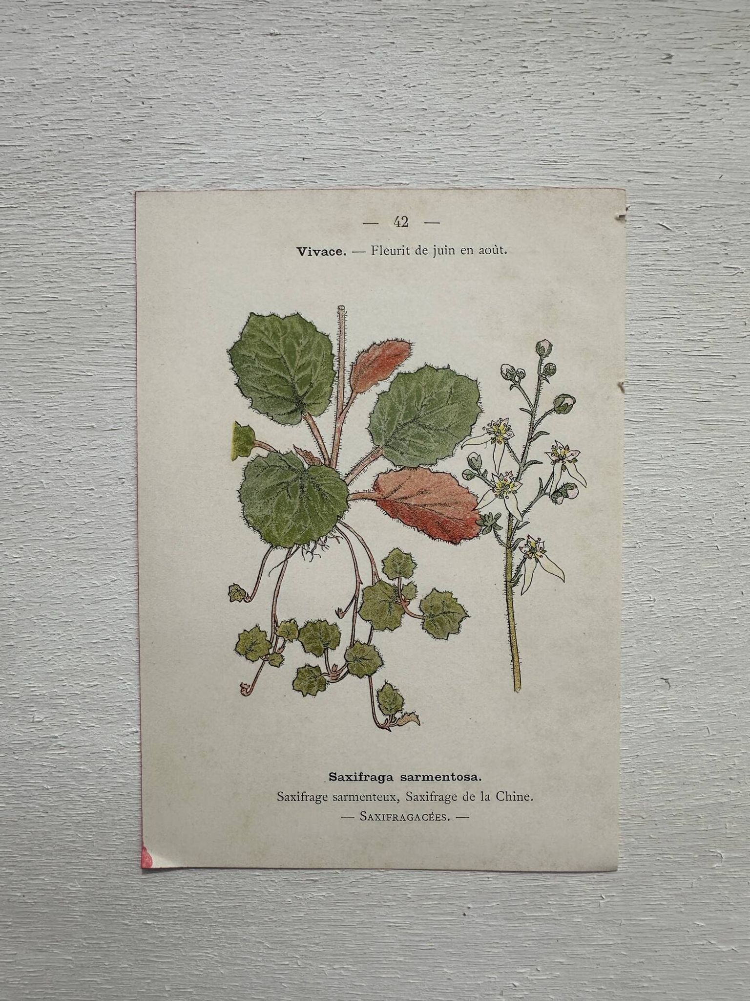 Planche Botanique 1800 Gravure naturaliste ancienne 19eme recto verso