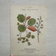 Botanical Plate 1800 Old naturalist engraving 19th century double-sided