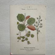 Planche Botanique 1800 Gravure naturaliste ancienne 19eme recto verso